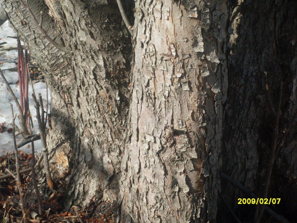 Base of Cherry Tree bark by KIreland