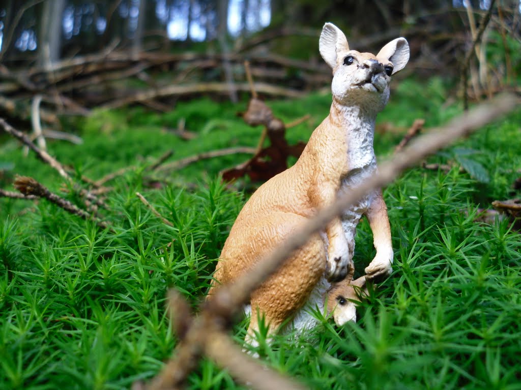 Exotische Tiere im Schalksmühler Wäldern by Ralf Wangemann