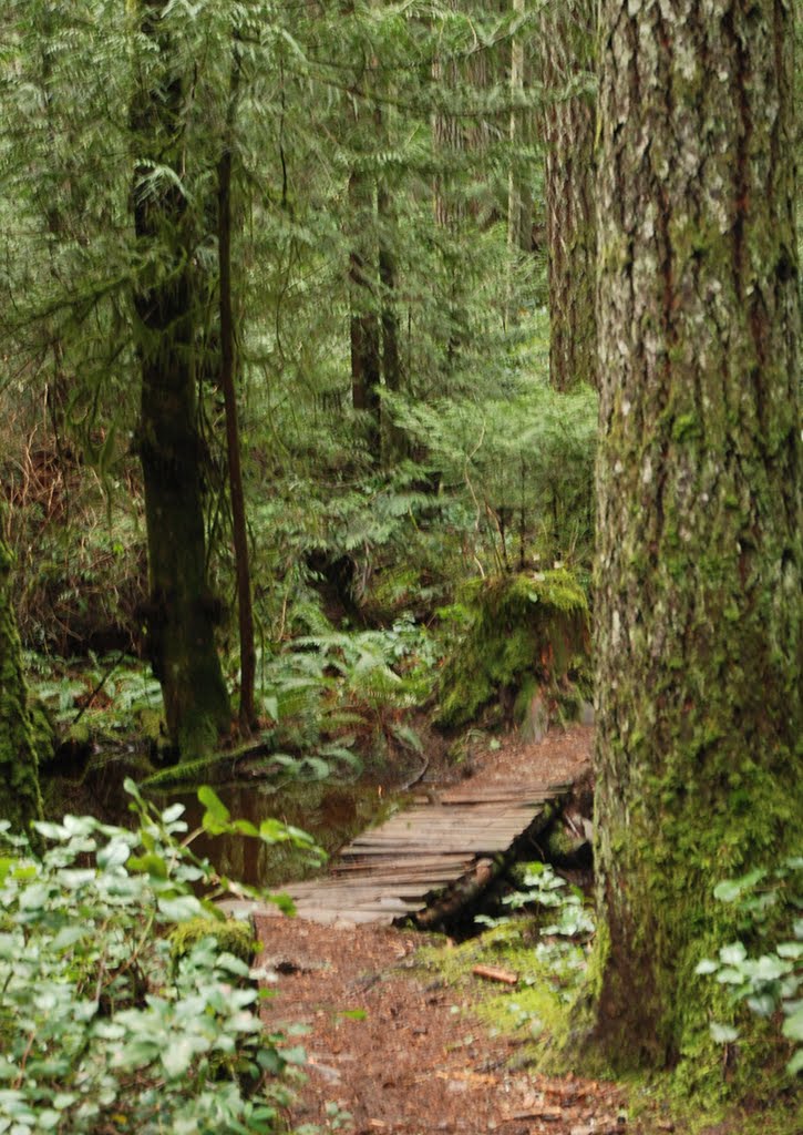 Bridge 1 of trail by John W. Berger