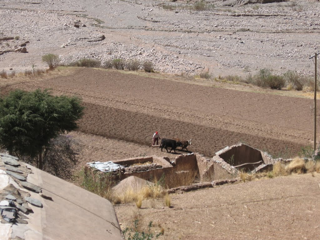 Labrando la Tierra con Bueyes by HAZ