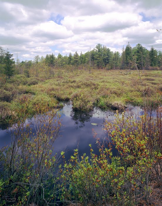 NJCF Franklin Parker Preserve, Wetlands by hoganphoto