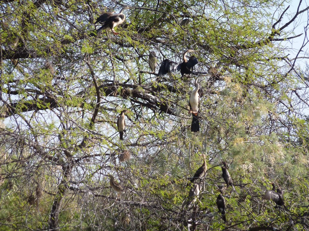 Parc National du DJOUDJ : Cormorans by alain56700