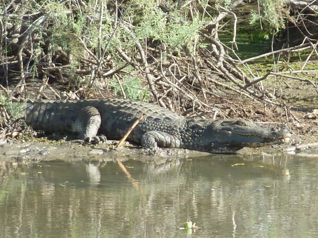 Parc National de DJOUDJ : Crocodile by alain56700