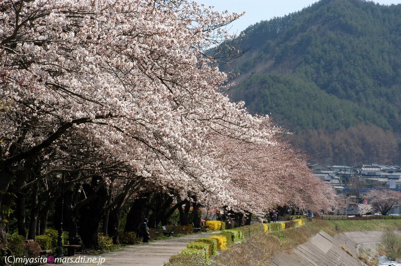 丸子依田川の桜 by Miyashita Japan