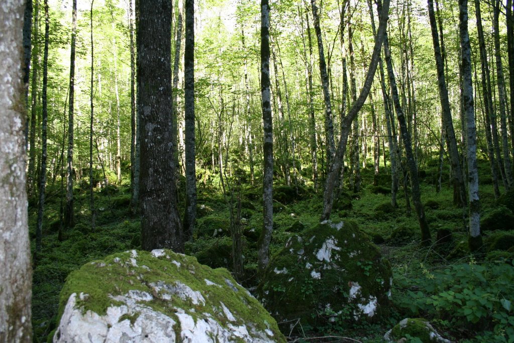 Forest next to Obersee by KathyT