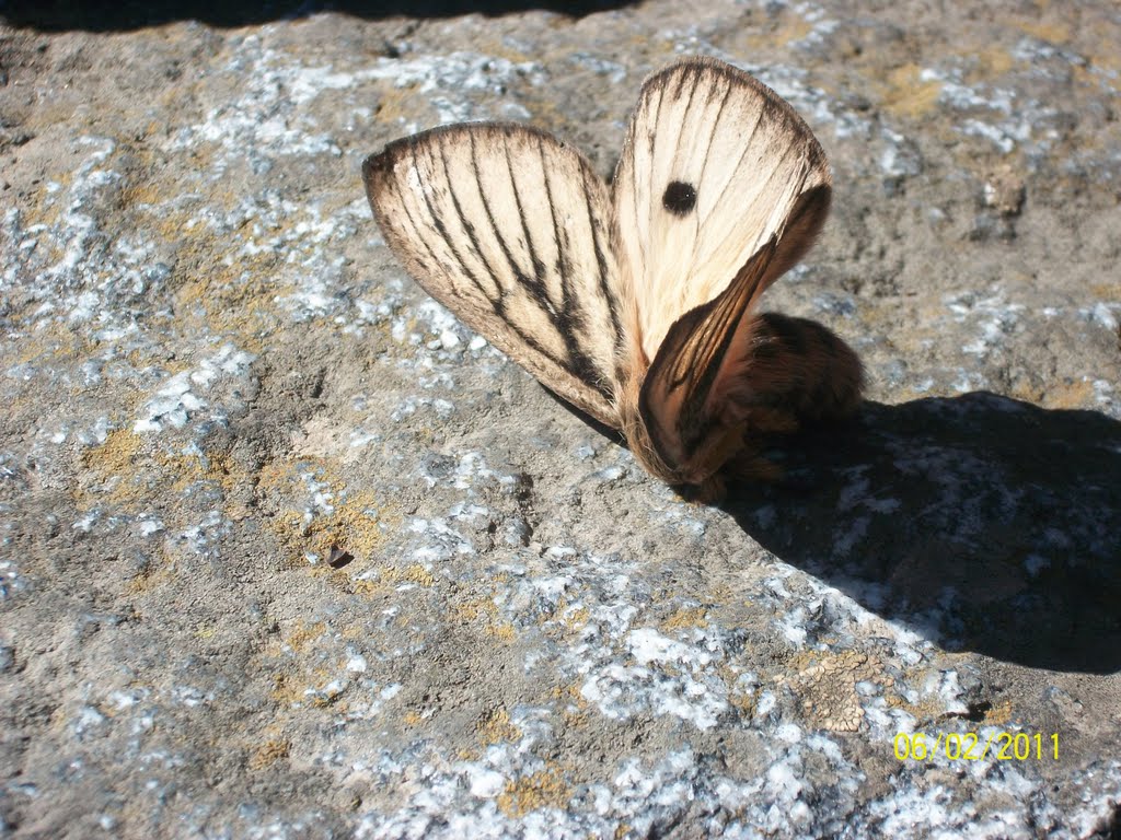 Mariposon en Tandil by miguel guzman