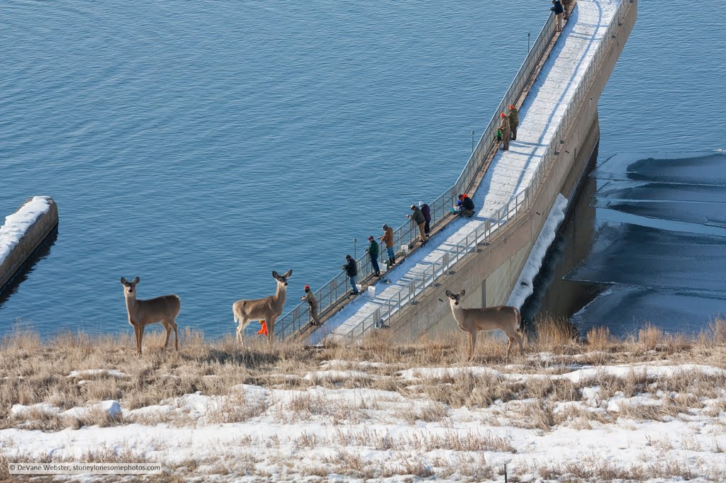 Whitetails and fisherman on the wingwalls by DeVane Webster