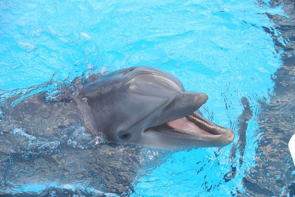 Dolphin at Gulfarium by Dean Sylvester