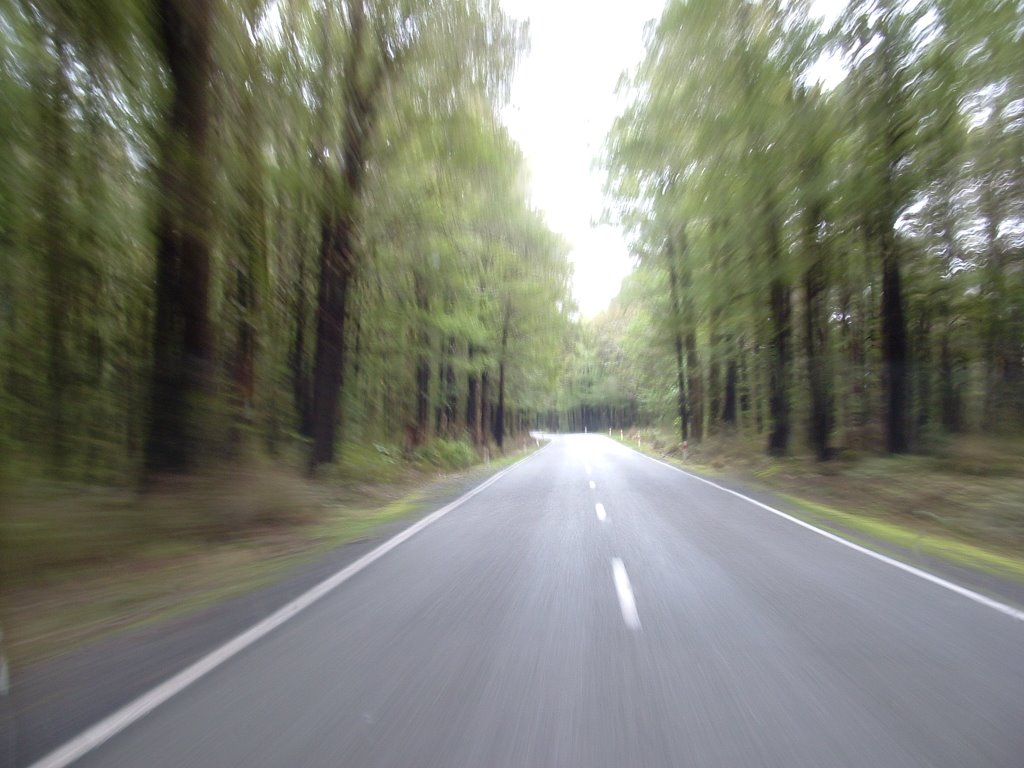 Beech Forest, Buller Gorge, New Zealand by Dave Corban