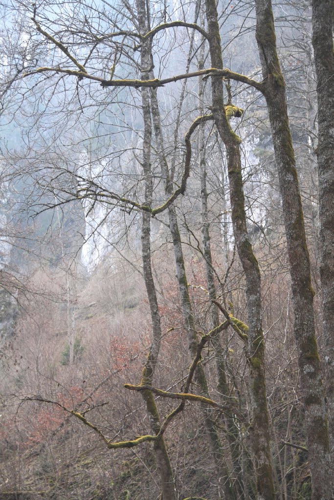 Kalksteinfelsen im Vorfrühling bei der Wimsener Höhle by LadyCG