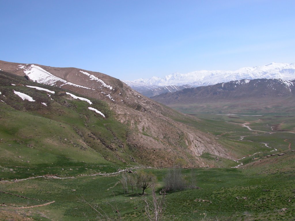 Looking south through Tulips plain, Zark Kuh in the background by Masoud Nemati