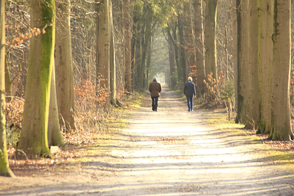 Bossen achter hotel Bilderberg Beetsterzwaag by Jan de Boer