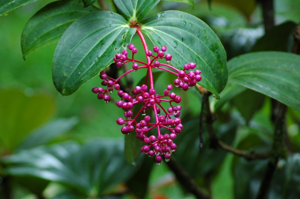 Kinabalu National Park by Toshihide KANAYA