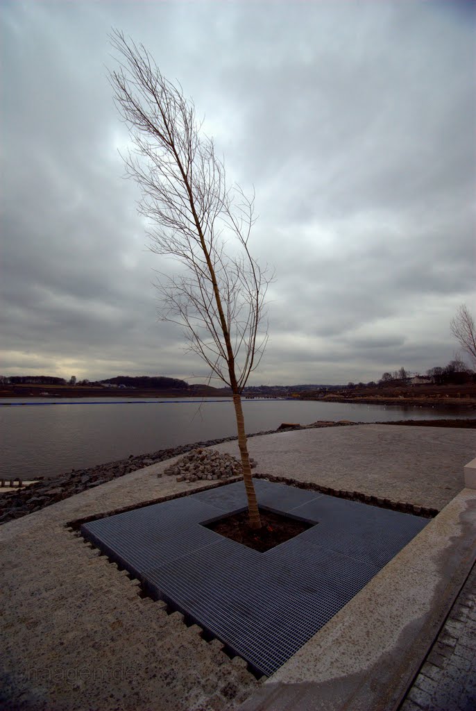 New Phoenix Sea Tree .:. Hörde Seeimpression Feb.2011 (see details of this image down right) ○ Neue Phoenix-See Baumpflanzung auf der Museumsinsel by thomashaagen