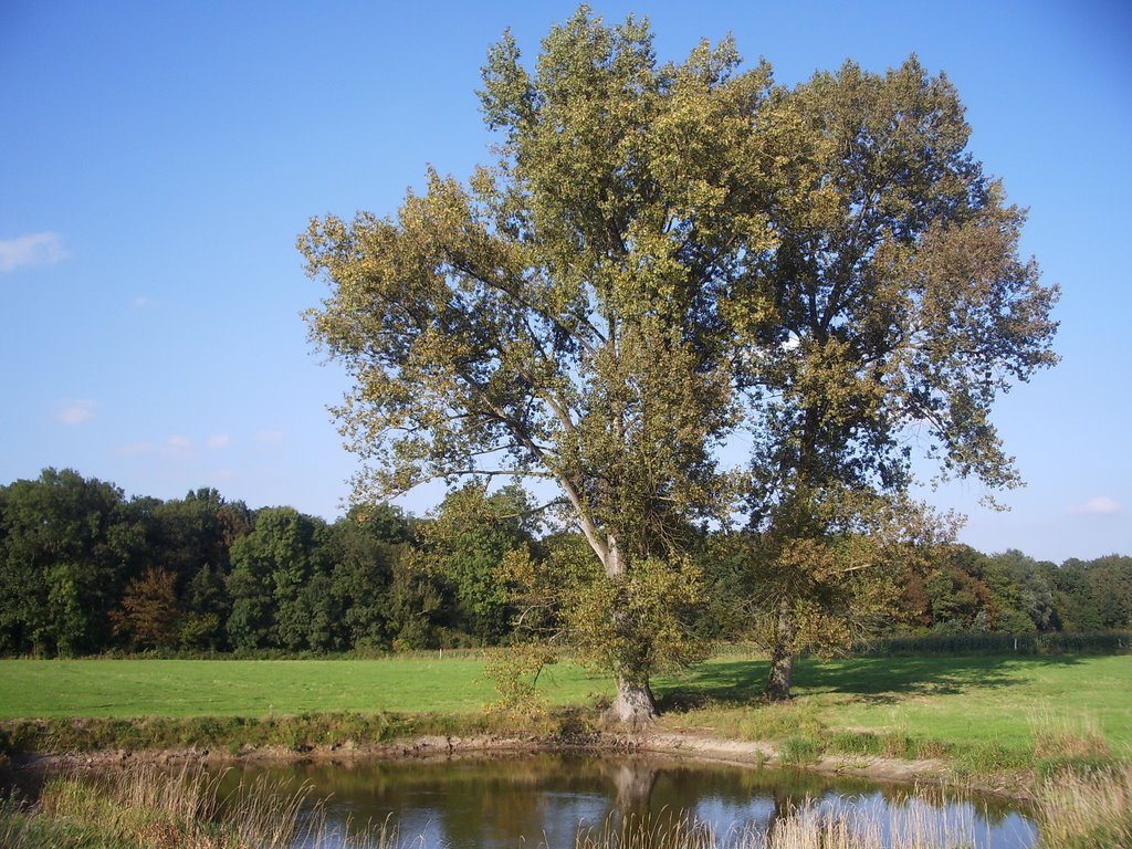 Vue sur la forêt de marchiennes by stéphane Boulnois