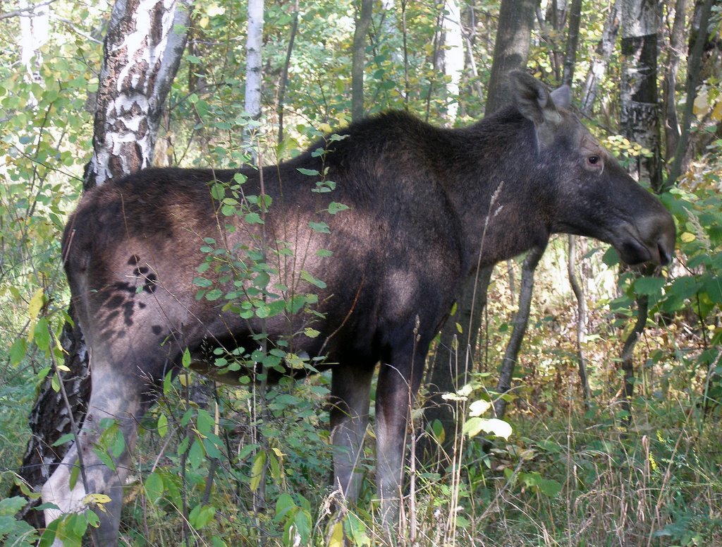 Лосиха/Elk cow by igor_f