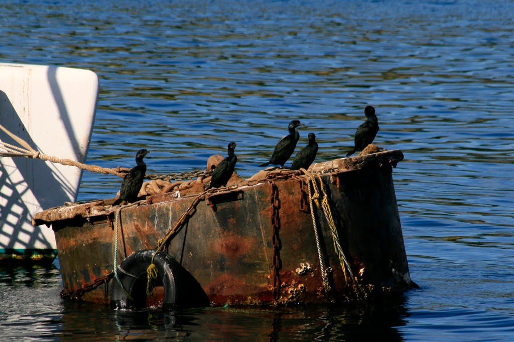 Residents of Monterey Harbor, California by davidcmc58-1