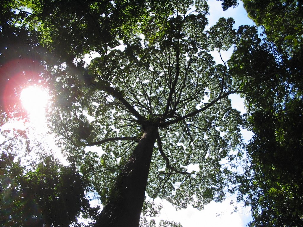 Borneo Forest Canopy by tenchuam