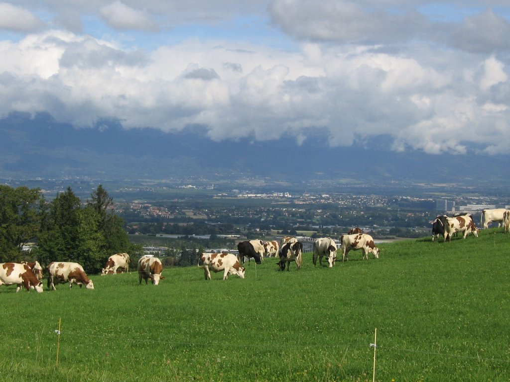 Vaches haut-savoyardes, pré bordant la D145 (rte Salève) by Paul Myers