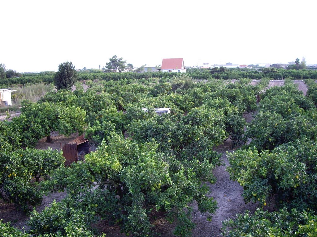 Les Cendroses (Sueca) Valencia by Obeid