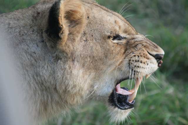 Lion at Leopard Hills by Stewart Walker