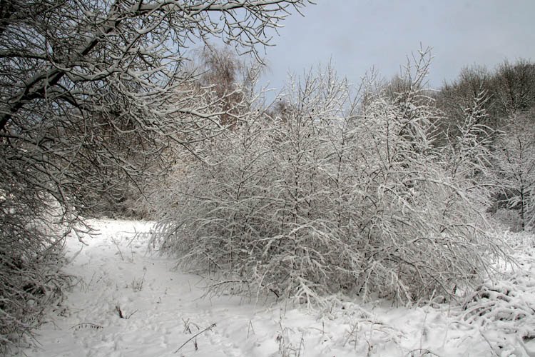 Geschützter Landschaftsteil in Überruhr (2) by Natur- und Umweltfotografie, G. Czepluch