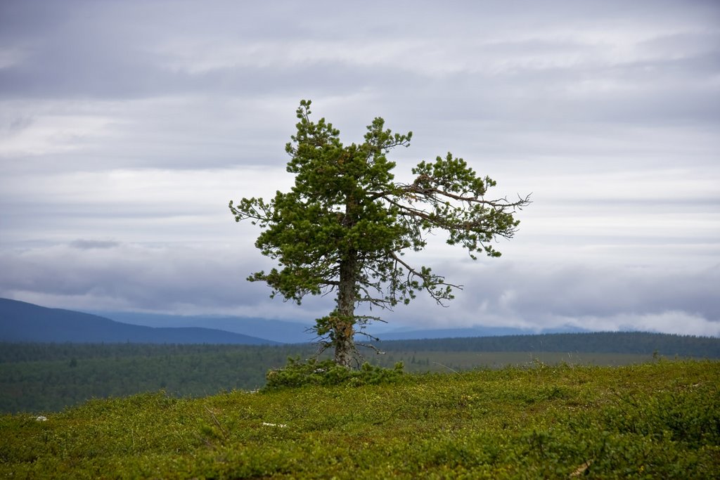 There are only few trees at Kaunispää... by oskui