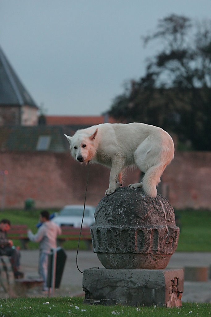 Dog at Ball by Erik van den Ham