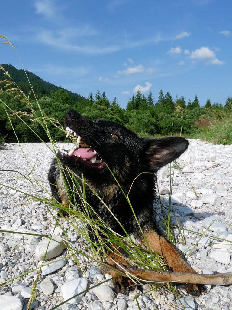 Ein nasser Hund by hanzig