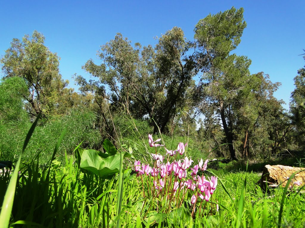 GREEN FOREST FLOWERING by cohensharli