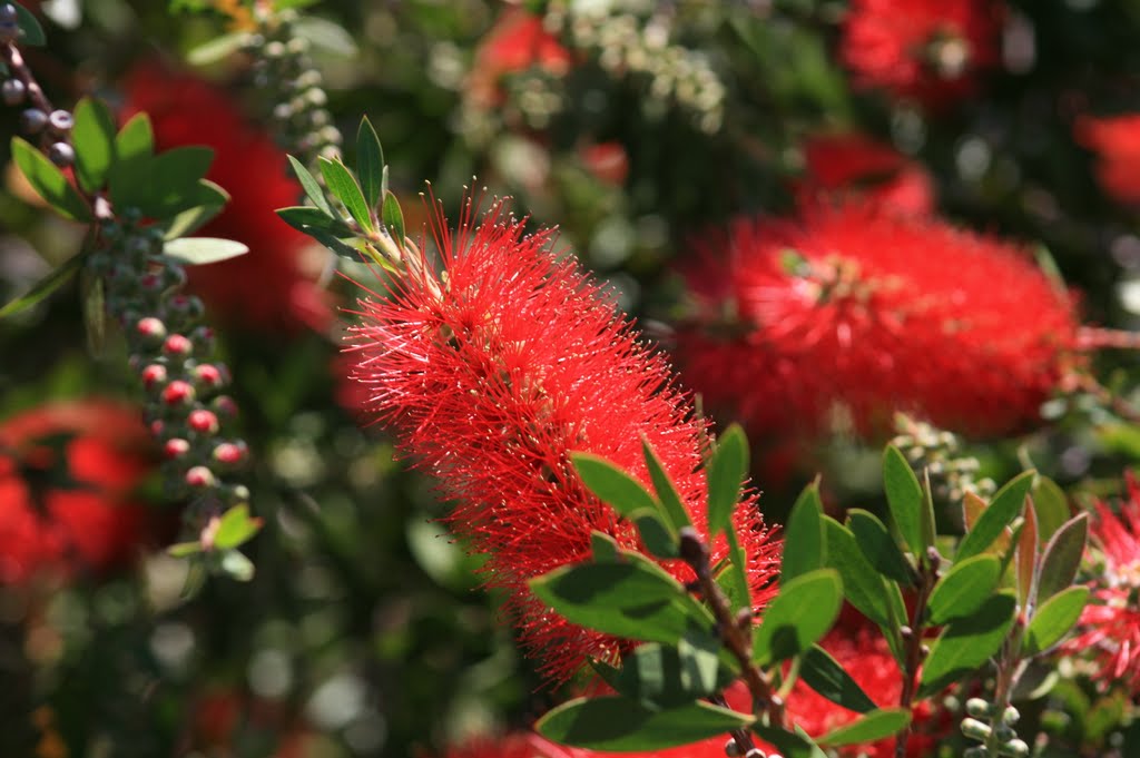 Red Porcupine Bloom by photoninja93