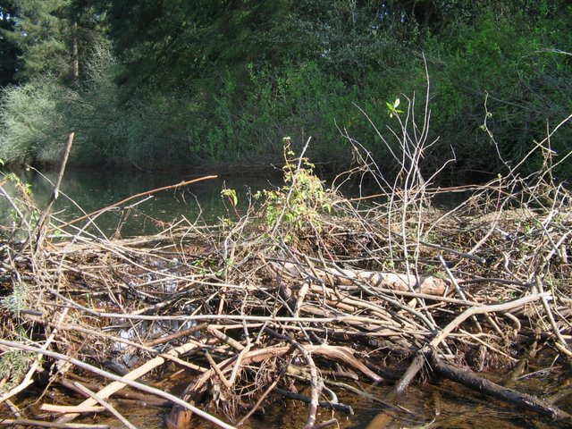 Beaver Dam by cyberhun