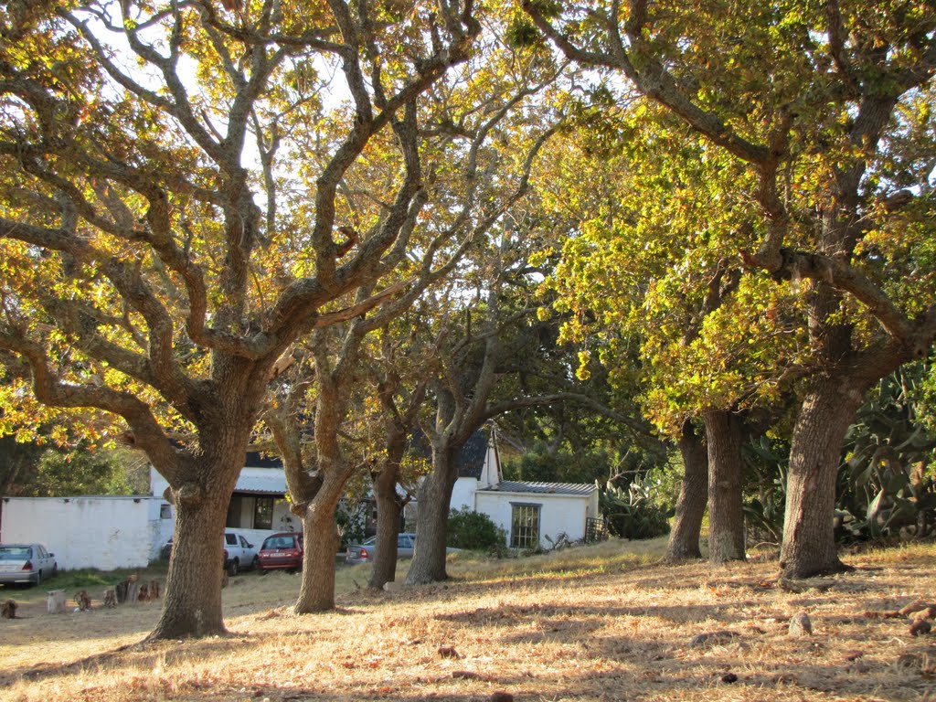 Cape Town Farmhouse avenue by eljay1