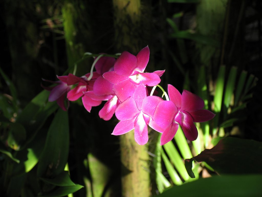 Singapore Botanic Garden by bervat