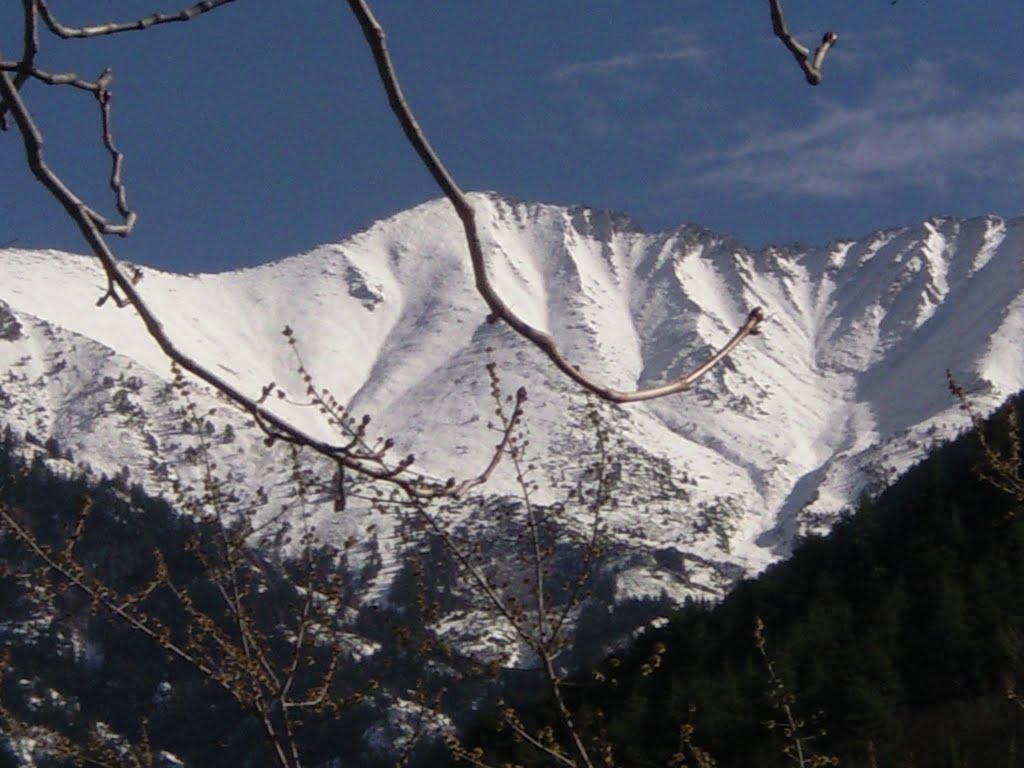 L'arbre et Canigou by frits roos