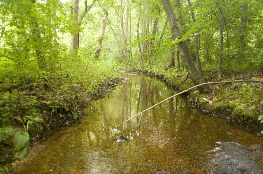 Big Timber Creek Tributary Above Rt. 30, Lindenwold, by hoganphoto