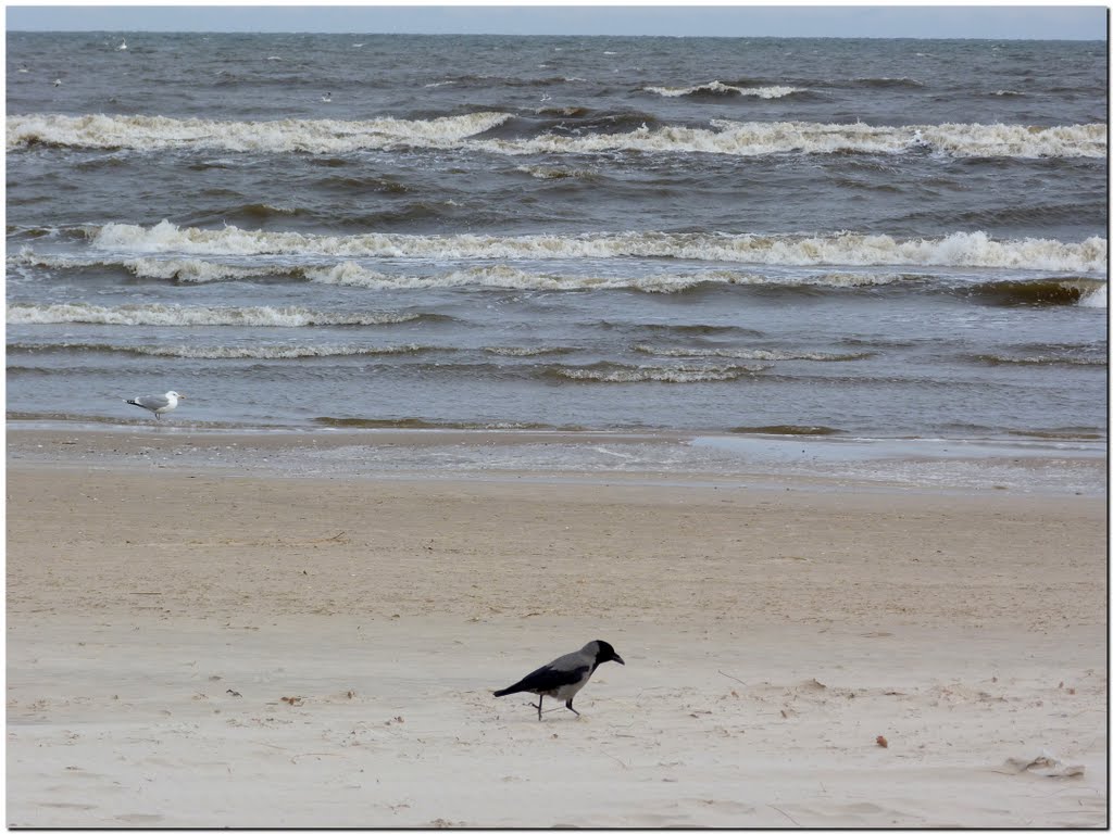 Strandläufer 【ツ】 by ➨ sebastian ✌ 📷