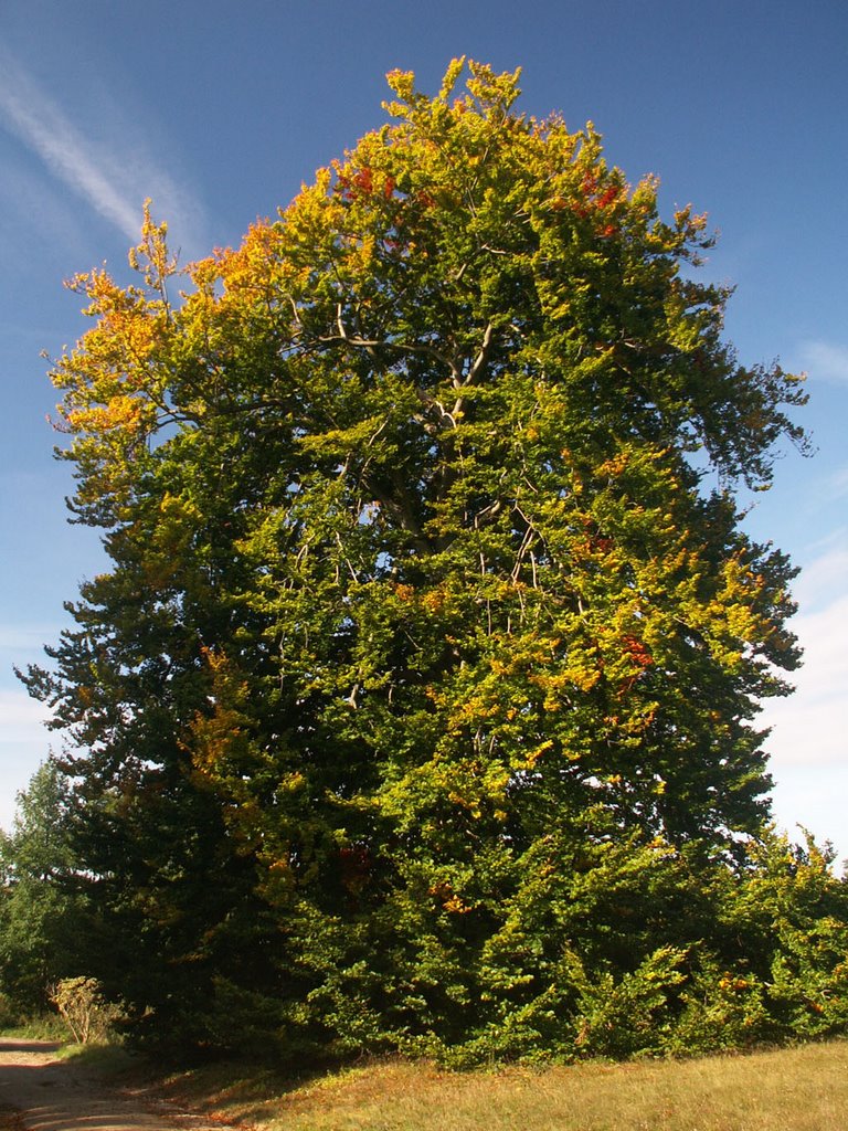 Baum im Park Babelsberg by Frank Pustlauck