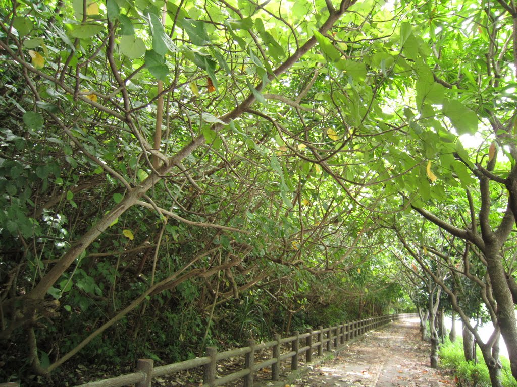 Green tunnel by Visby.