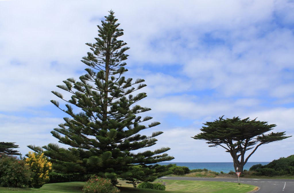 Norfolk Island Pine (Araucaria heterophylla) by ΅ PhotoKazia ΅