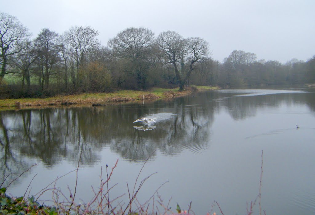 Swan Landing by dave marsh