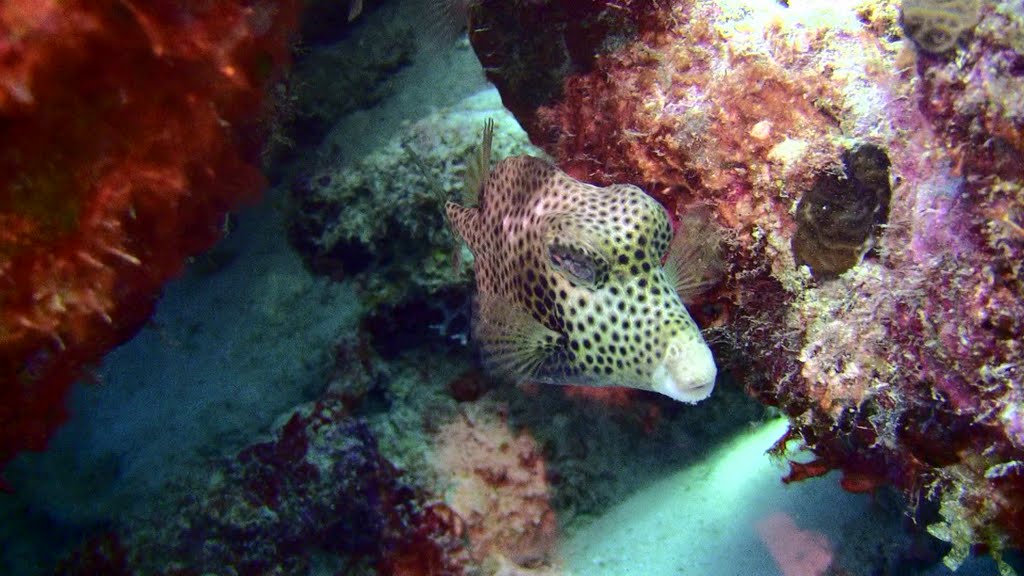 Spotted Trunkfish by Bob Klemow