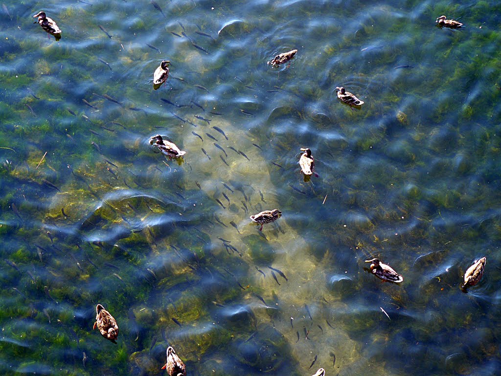 Barranc del Carraixet. Peces y patos. Alboraia (Valencia) by Román Rojo