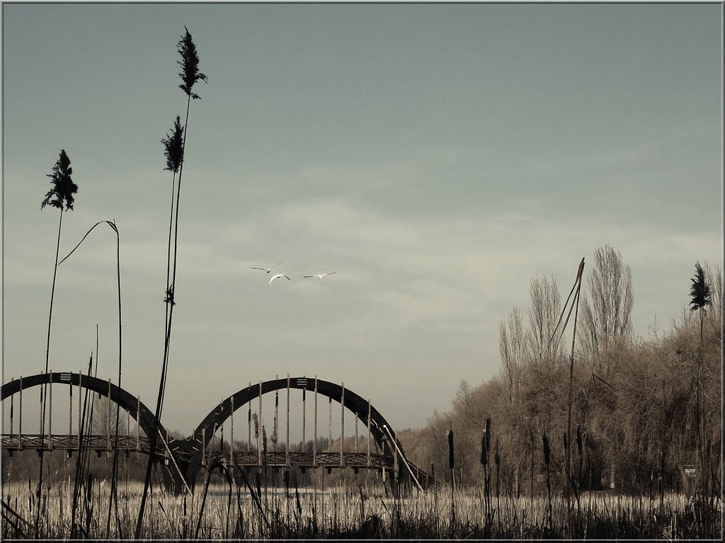 Hattyúk a hídnál (swans at the bridge) by Szabó Mihály