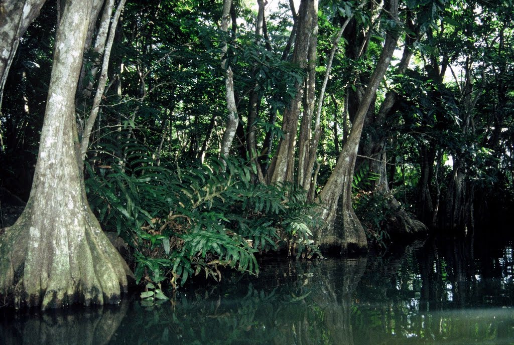 Dominica : Indian River : Bois Mang by Dominique Hazard