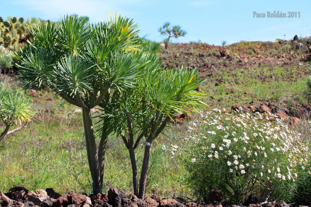 Flora canaria by Paco Roldán Arjona