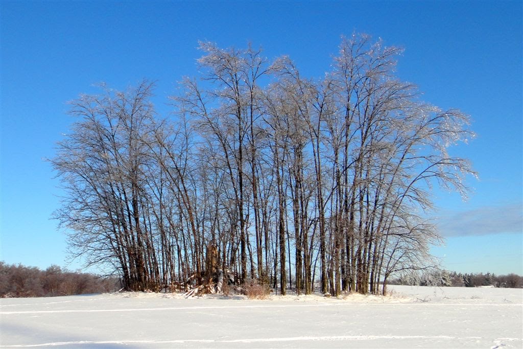 Clump of Trees - Feb 22, 2011 by allanlewicki