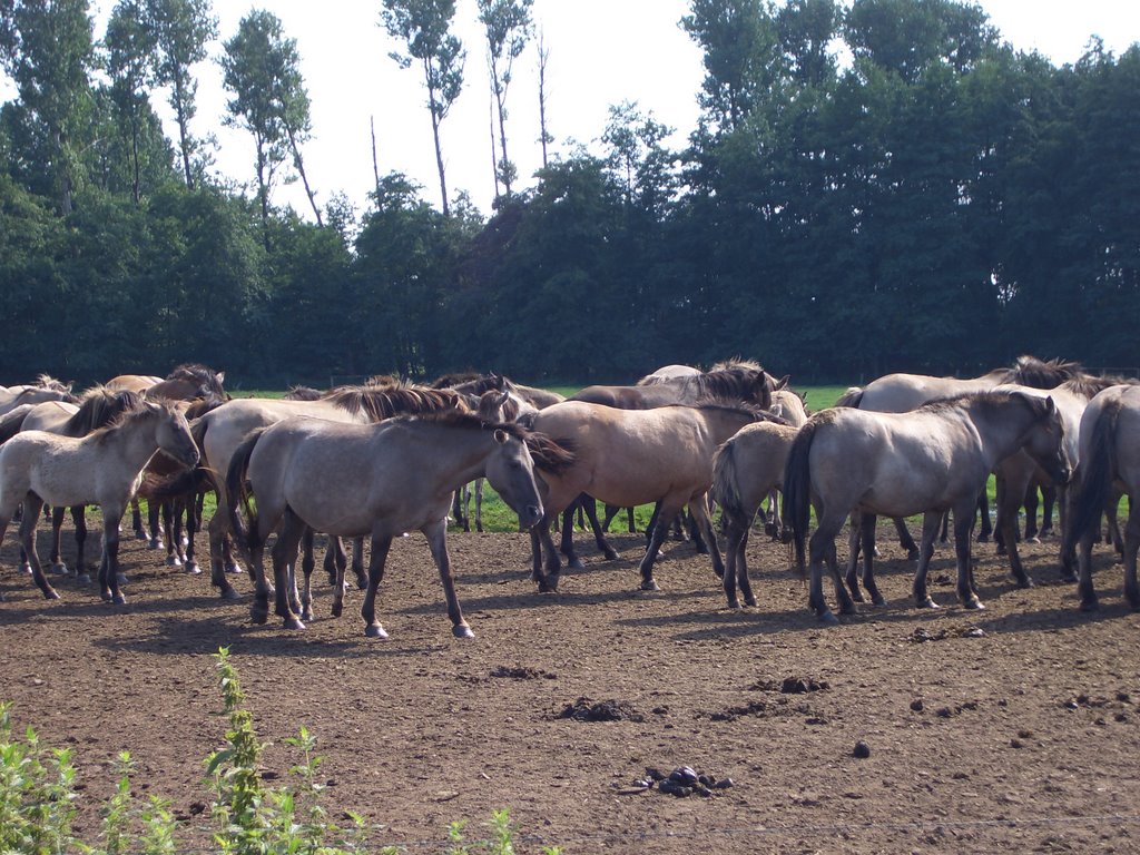 Wildpferde Dülmen by Brinck