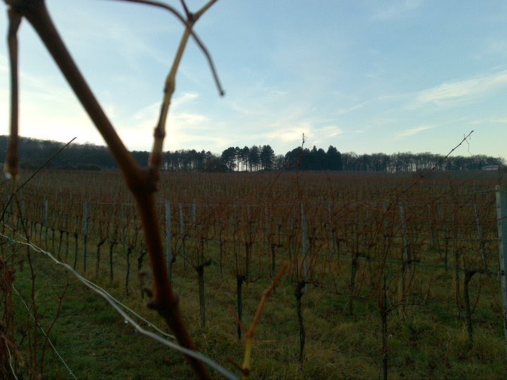 Kadoltsberg mit Blick Richtung Westen by lukec31