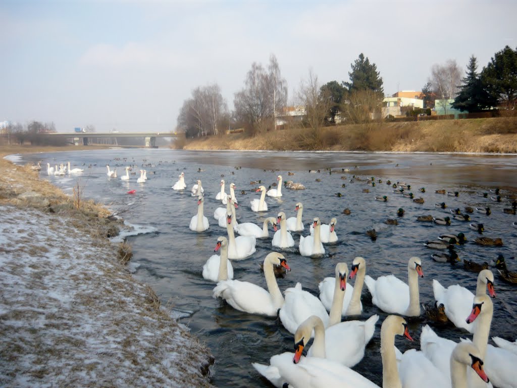 Labutě na Vltavě by michalvranek